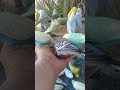 Cute Budgies Singing 'Not Like Us' & 'Die With A Smile' Poppy Playtime Chapter 4 ASMR #Shorts #ASMR