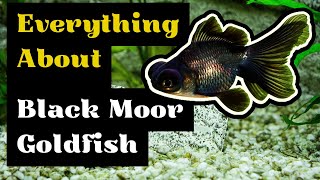 Black Moor Goldfish Care Guide (Everything To Know Before Buying) by Pets Curious 5,070 views 5 months ago 5 minutes, 8 seconds