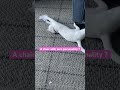 If you say so #shorts #cat #Catlife