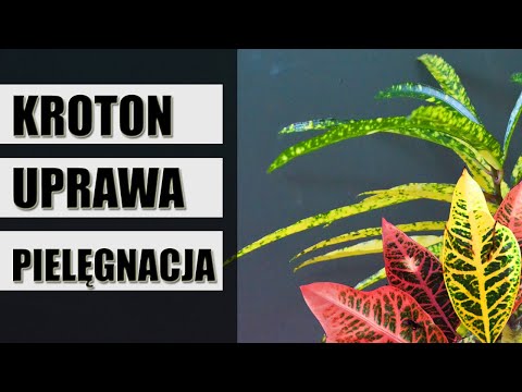 Wideo: Kwiat Croton: pielęgnacja domowa, podlewanie, przesadzanie i rozmnażanie