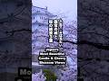 人生で一度は見たい！国宝の城と桜の絶景３選 Japan’s Most Beautiful Castle & Cherry Blossom Views 姫路城 彦根城 #城と桜#桜の名所#sakura
