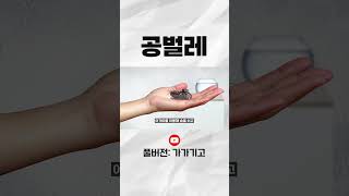 공벌레는 사실..