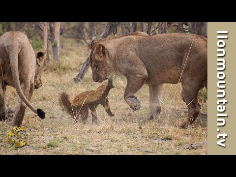 Fearless Honey Badger takes on 6 Lions | CAUGHT IN THE ACT