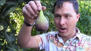 John from http://www.growingyourgreens.com/ takes you on a tour of his front yard raised bed vegetable garden. In this episode you 