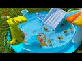 Anak Bebek Berenang Di Kolam Mainan #Swim Ducks