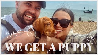THE ONE WHERE WE GET A PUPPY! Vlog Ft. Ives  The Hungarian Vizsla