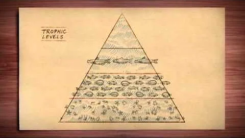 The Role of Apex Predator