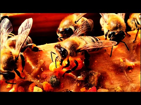 Βίντεο: Πρέπει να τρώτε γύρη μελισσών;