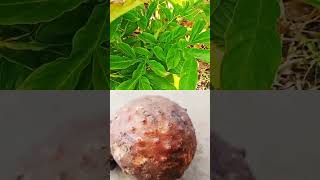 #सुरन #ओल #जिमीकंद # #elephantfootyam #Amorphophallus  #suran #सुरण