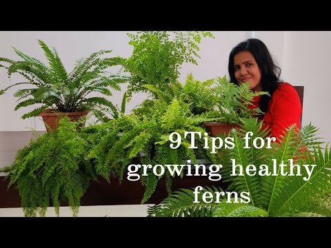 Video: Ինչու են Ferns- ը ավելի բարձր բույսեր