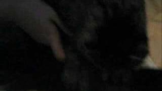 Has Cat Plays Guitar Hero