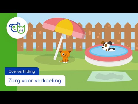 Video: Hoe Zorg Je Voor Een Kat Bij Warm Weer?