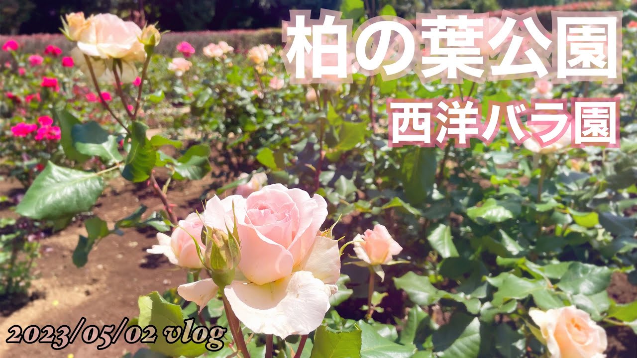 230502 柏の葉公園西洋バラ園🌹3分咲き【vlog】 YouTube