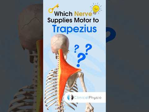 Trapezius Nerve supply