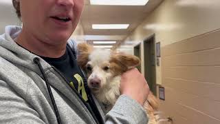 Help Rescue Senior shelter dog Starry! 14 yr. by loveglacier1 282 views 1 month ago 59 seconds