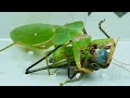Round shield Mantis VS katydid,Mantis VS grasshopper 螳螂大战蝈蝈
