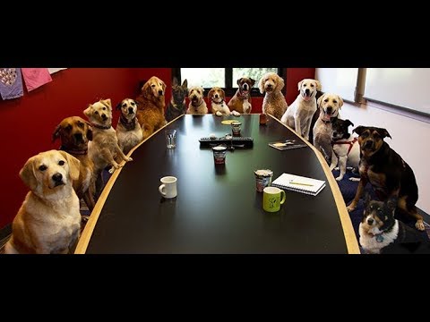 dog-birthday-celebration---prank-video