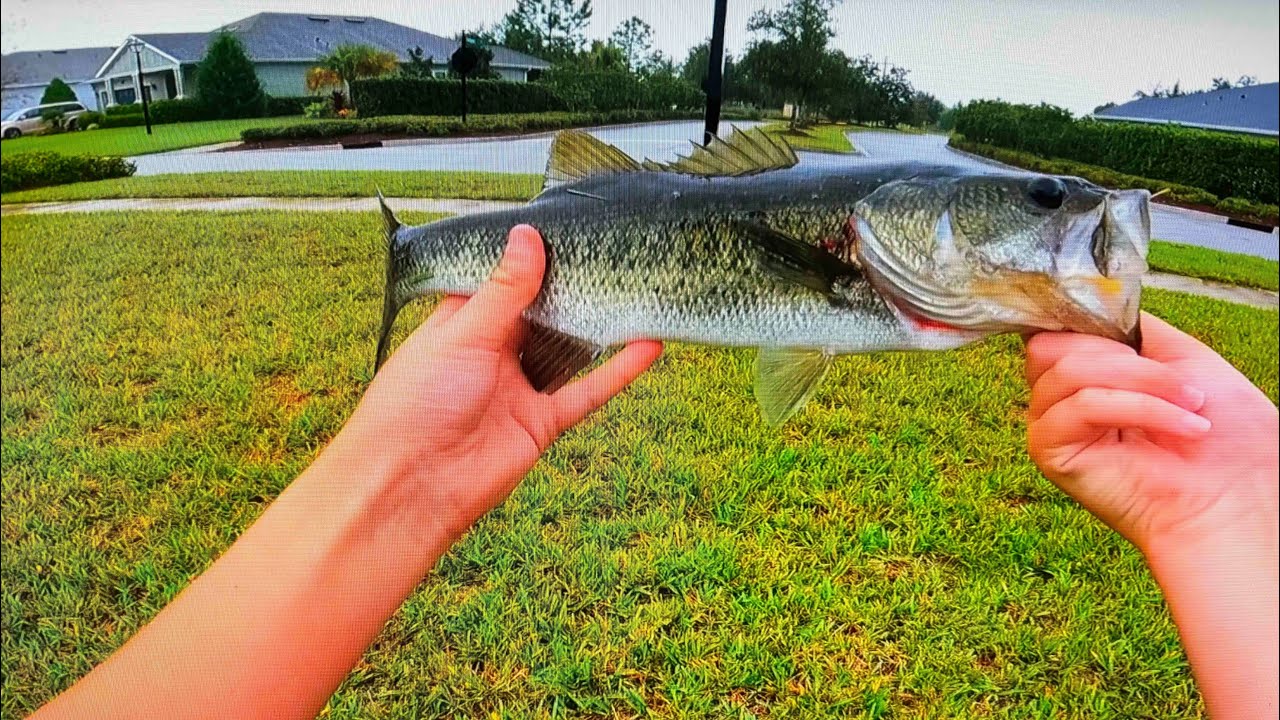 Large mouth bass fishing pre Hurricane Milton