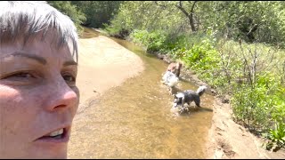 A joyful off leash walk with my dogs while I talk about giving dogs choices safely