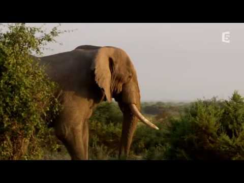 Vidéo Echo éléphant, Amboseli - baby boom dans la plaine part1/3