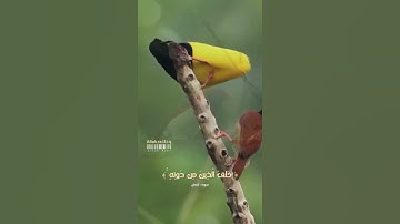 ﴿ هذا خلق الله فأروني ماذا خلق الذين من دونه ﴾ - تلاوة خاشعة ✨ اسمع🎧 وتدبر - القارئ : عبد الباسط