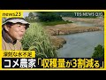 「全滅も覚悟した」鳴子ダムの貯水率0%にコメ農家から悲鳴 都市部でも猛暑 エアコンなしの職場の対策は【news23】|TBS NEWS DIG