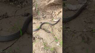 Sea snake hunting|| king cobra snake