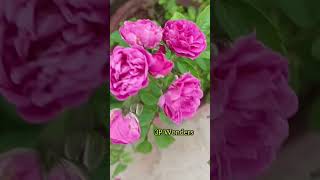 Download Lagu En kanmani Un Kadhali (Chittu kuruvi, June 9 ,1978) by Ilayaraja, SPB , p.susheela MP3