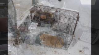 Cat Rescue
