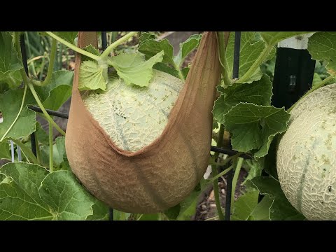 Video: Druk af meloner lodret: Tips til espaliering af melonranker og frugter