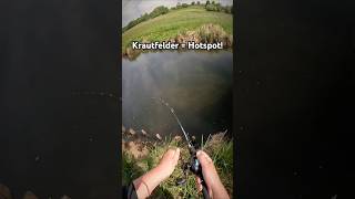 Meine Hotspots für Hechte am Fluss inkl livebisse💥 #angeln #raubfisch #hecht #fishing #hechtangeln