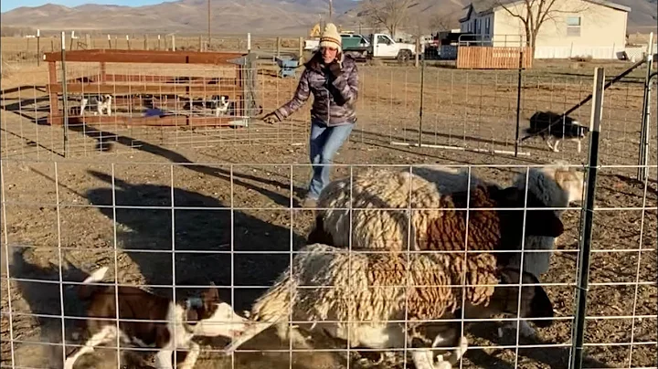 Gina and Rip:  Success! Rip is Circling the Sheep