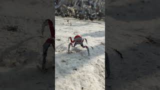 Download Lagu Goo Goo Ga Ga MP3