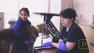 Administering Rabies Vaccine to a Dog by atDove 10,671 views 9 months ago 1 minute, 58 seconds