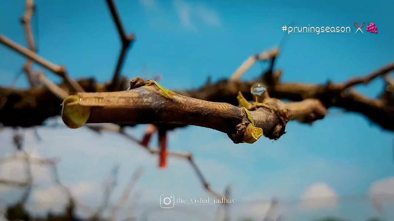 Grapes Pruning 🍇❤ | Matoshri Farm NASHIK | @thevishaljadhav