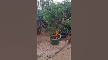 Bán cây tùng xương các khủng cao 1.2m 0977973535