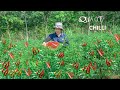 Harvesting chili garden to the market sell    vegetable gardening lucias daily life