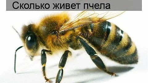 Сколько живет пчела