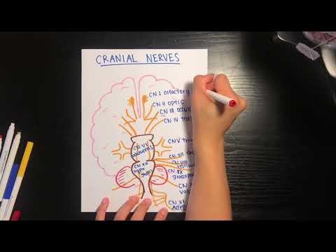 Learn to Draw the Cranial Nerves - YouTube