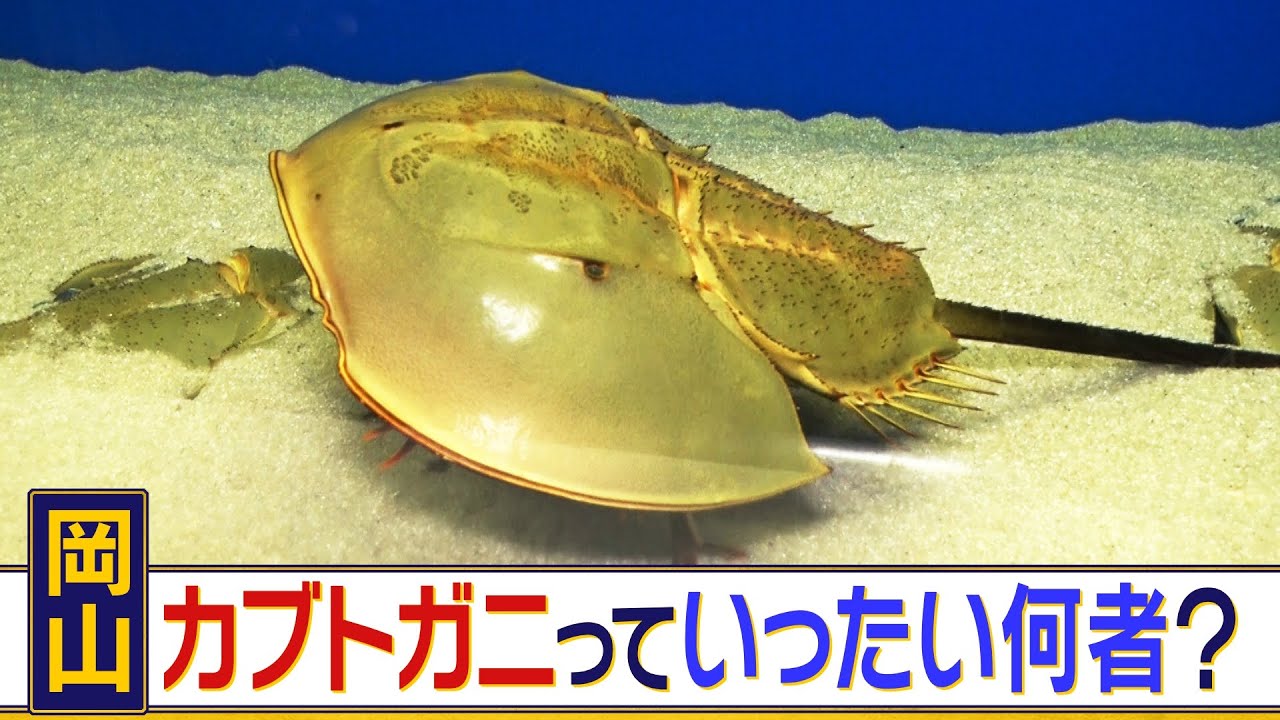 生きた　化石　カブトガニ　中型　外骨格標本　美麗個体 生きた 化石 カブトガニ 中型 外骨格標本 美麗個体
