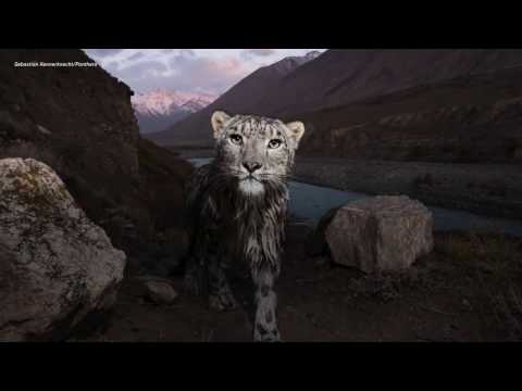 A Snow Leopard Rescue in Tajikistan