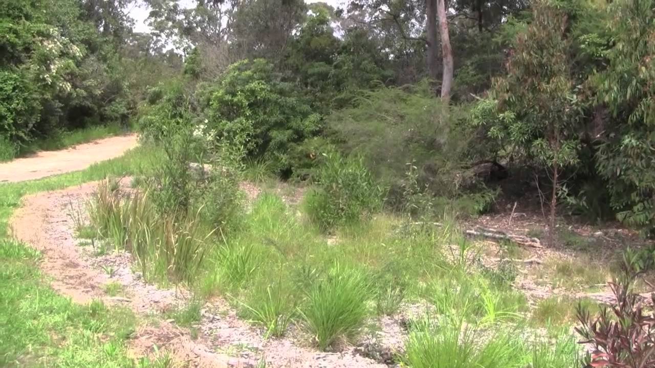 Johnston Street Bioretention Basin & Illoura Reserve Earlwood