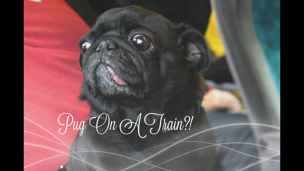 Pug on a train?! - YouTube