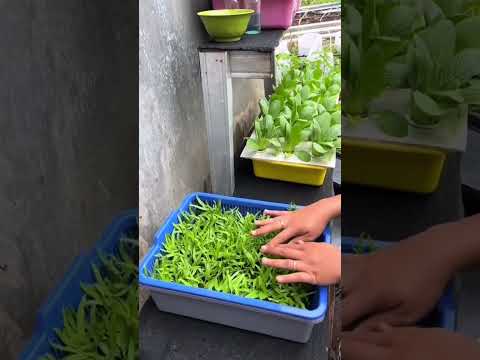 Yuk Belajar Tanam