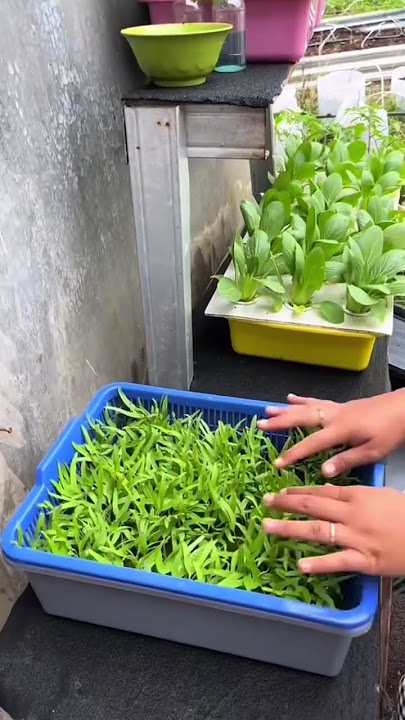 Yuk Belajar Tanam tanam kangkung tanpa tanah lagi.. simak dan jangan lupa follow miniponik.id