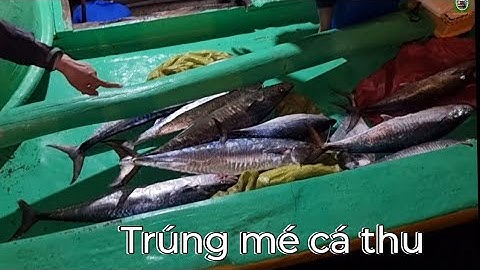 Đi câu khơi.Câu cá giàn khoan,câu Jig cá thu,cá bè lão,cá mú và cá ngừ (phần 2 tập cuối)