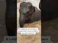 Subscribe please 🙏 #elephant #elephantlove #sanctuary #animals #elephantlovers #elephantconservatio