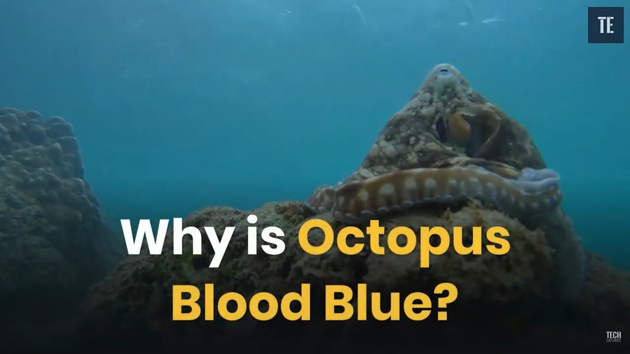 Why is Octopus Blood Blue? YouTube