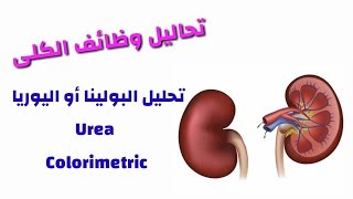 تحليل اليوريا (البولينا) Colorimetric .مع حساب BUN . تعليم التحاليل الطبية للمبتدئين