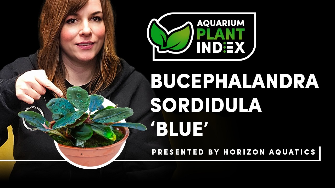 The Buce That Changes Colour?! | Bucephalandra Sordidula Blue